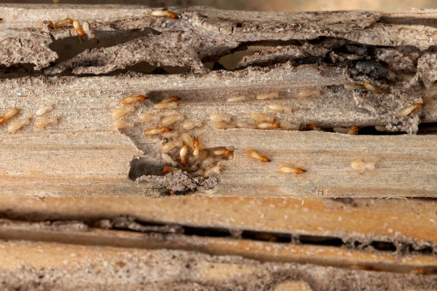 Best Mosquito Control Services  in Albany, OR