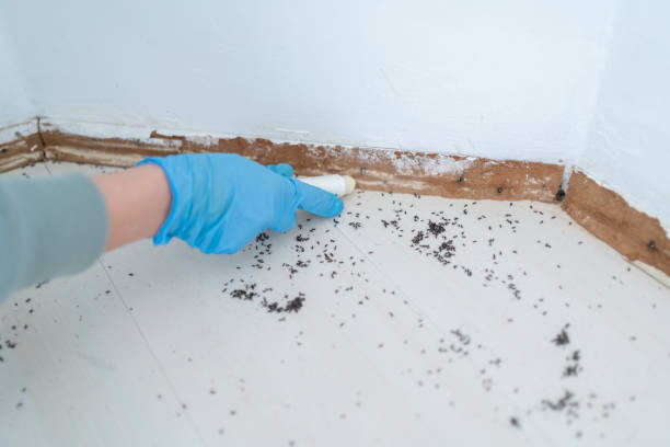 Best Best Pest Control Companies  in Albany, OR