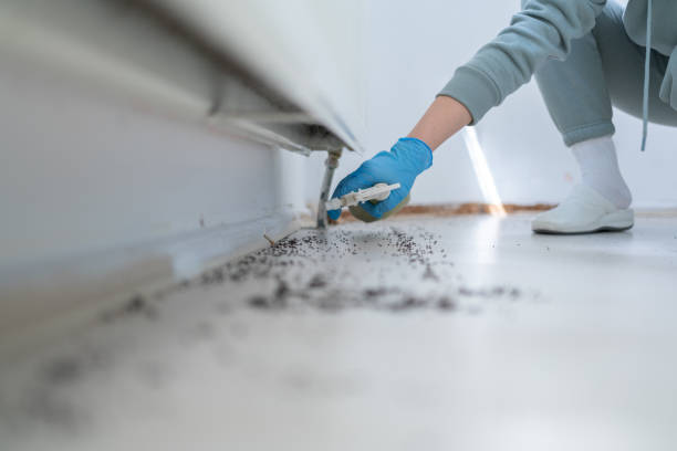 Best Termite Control Services  in Albany, OR